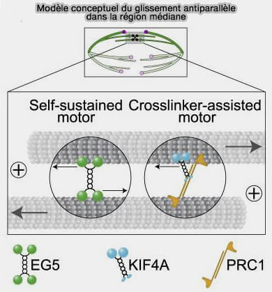 Modèle conceptuel du glissement antiparallèle