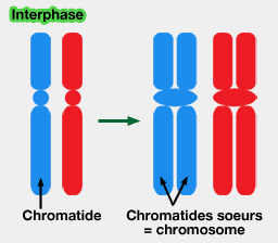 Chromatides lors de l'interphase