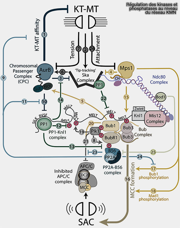 Régulation des kinases et des phosphatases au niveau du réseau KMN 