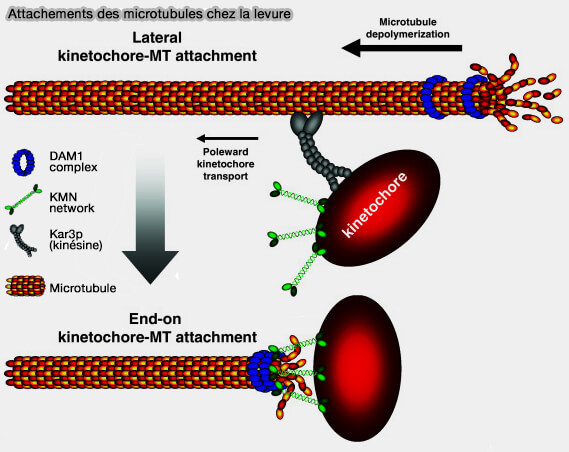 Attachement des microtubules chez la levure