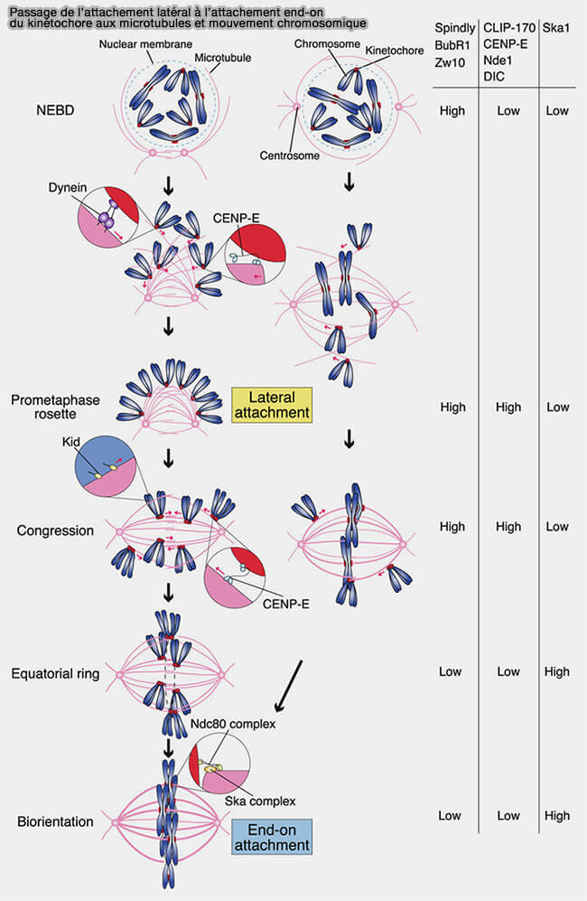 Passage de l’attachement latéral à l’attachement end-on du kinétochore aux microtubules