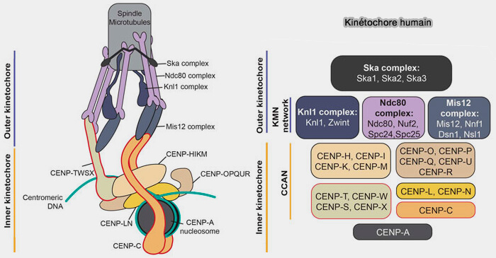 Évolution des centromères