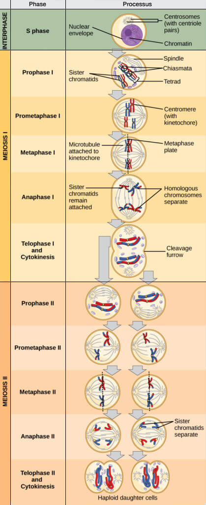 Les phases de la méiose