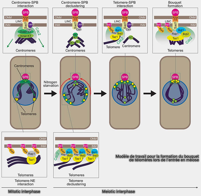 Formation de bouquets télomériques lors de l'entrée en méiose