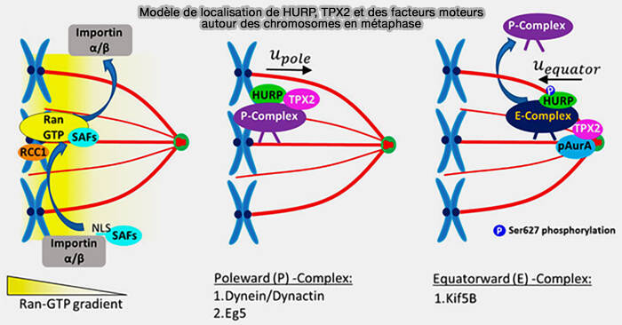 Modèle de localisation de HURP, TPX2 et des facteurs moteurs en métaphase