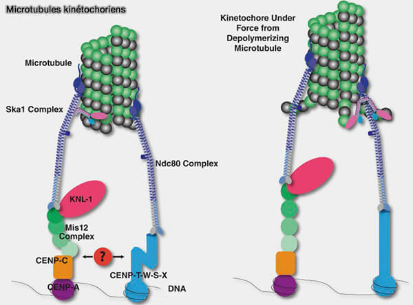 Microtubules kinétochoriens