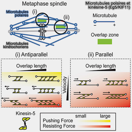Microtubules polaires et kinésine-5 (Eg5/KIF11)