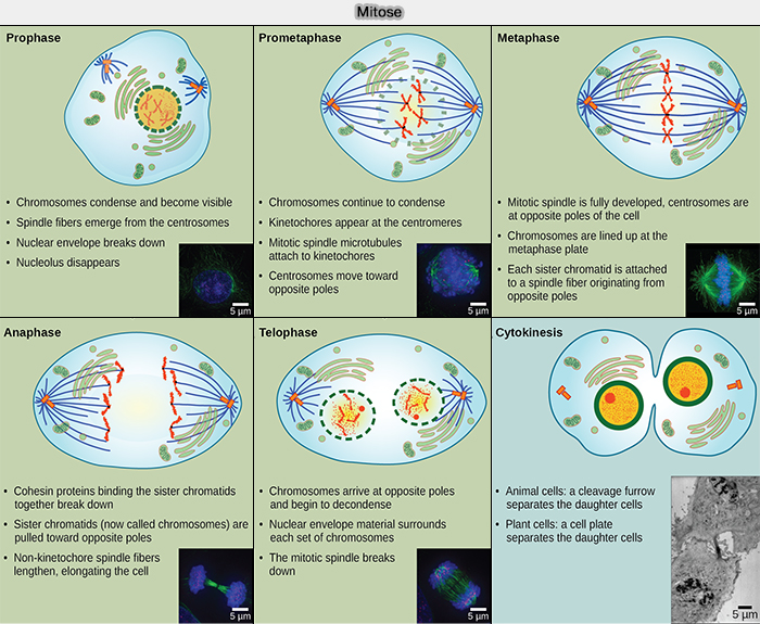 Les phases de la mitose