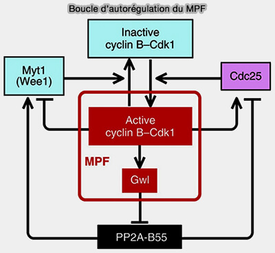 Boucle d'autorégulation du MPF