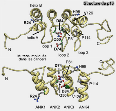 Structure de p16