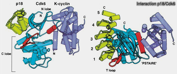 Interaction p18/CDK6
