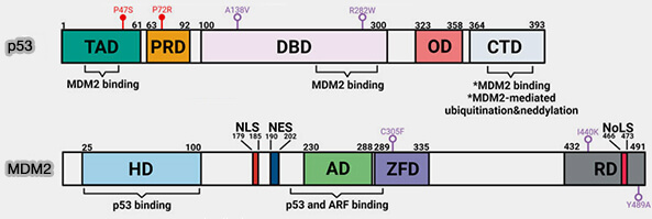 Structure de p53 et MDM2