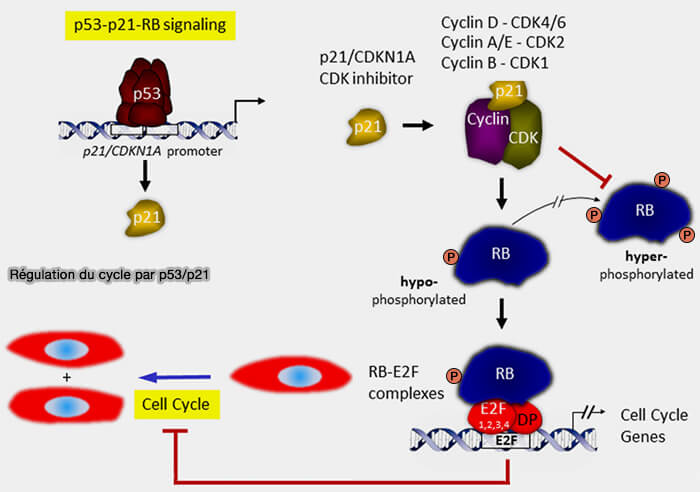 Régulation du cycle par p53/p21