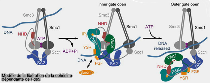 Modèle de libération de la cohésine
