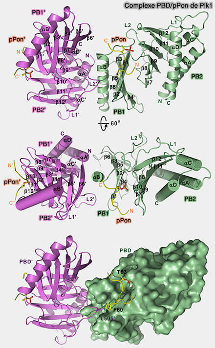 Complexe PBD/pPon de Plk1