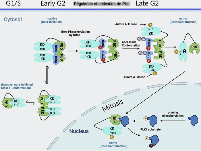 Structure de Plk1 (Polo-like Kinase 1)