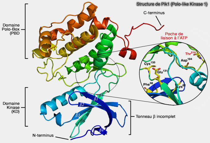 Structure de Plk1 (Polo-like Kinase 1)