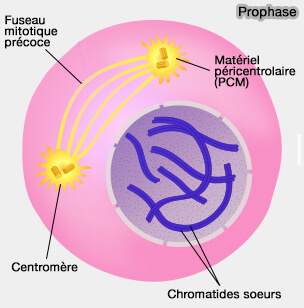 Prophase