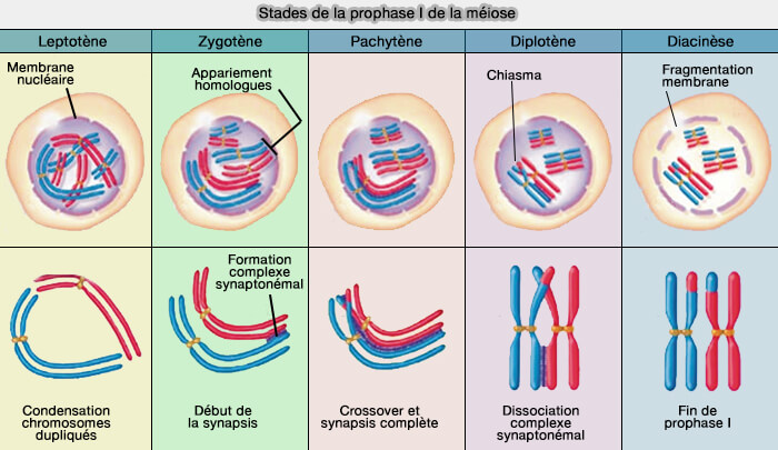 Stade de la prophase I de la méiose
