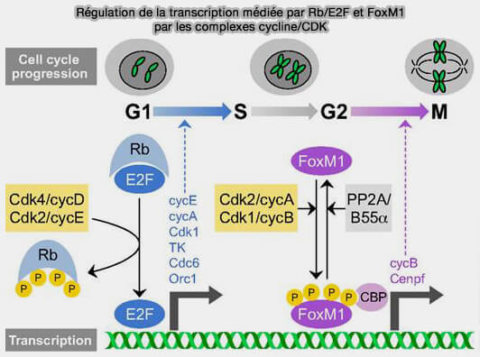 Régulation de la transcription Rb/E2F