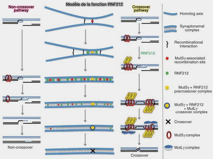 Modèle pour la formation des DSB dans la méiose chez les mammifères