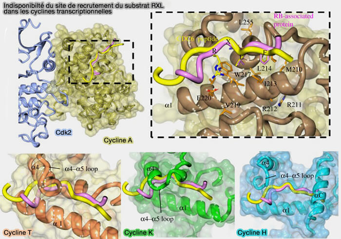 Site de recrutement de RXL dans les différentes cyclines