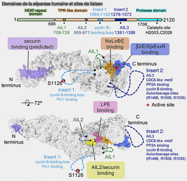 Domaine de la séparase humaine et sites de liaison
