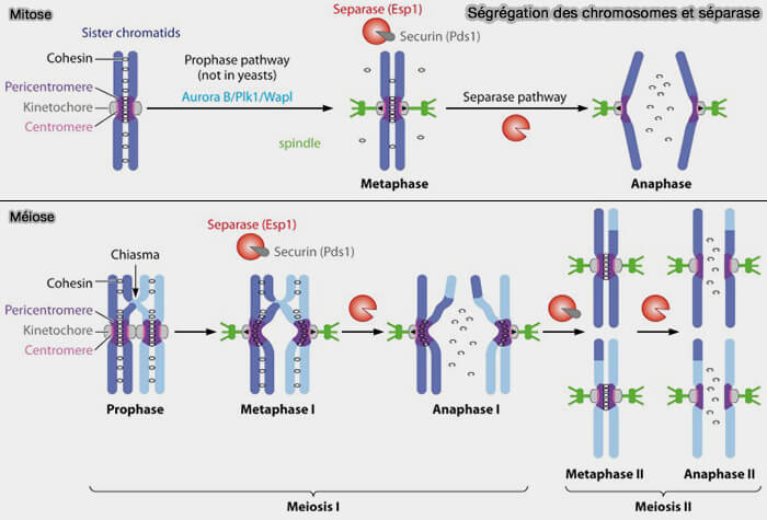 Ségrégation des chromosomes et séparase