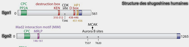 Structure des shugoshines humaines