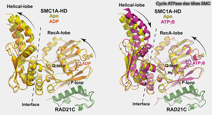 Cycle ATPase des têtes SMC