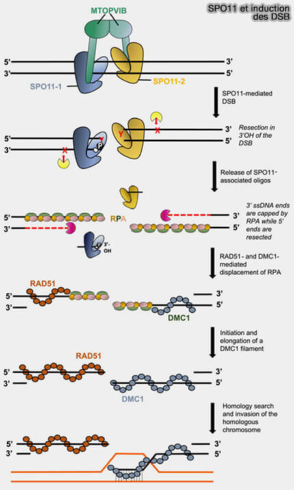Spo11 et inductions des DSB