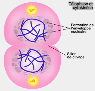 Télophase et cytokinèse