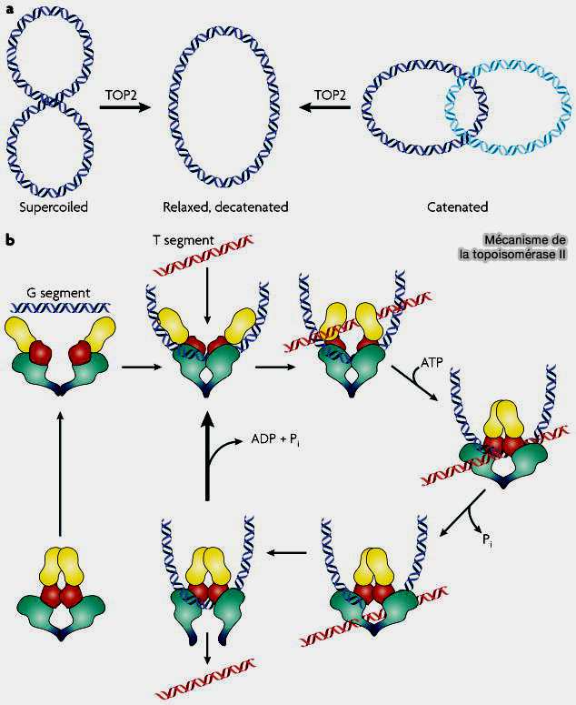 Architecture des complexes SMC des Eucaryotes