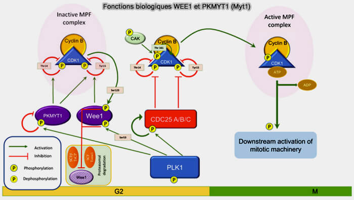 Fonctions biologiques de Wee1 et Myt1 (PKMYT1)