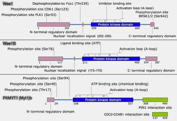 Fonctions biologiques de Wee1 et Myt1 (PKMYT1)