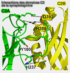 Interactions des domaines C2