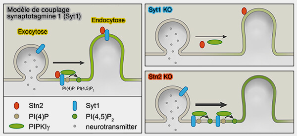 Modèle de couplage exo/endocytose par Syt1