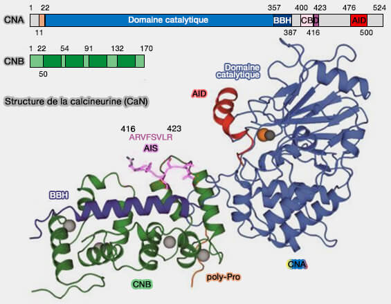Structure de la calcineurine β humaine