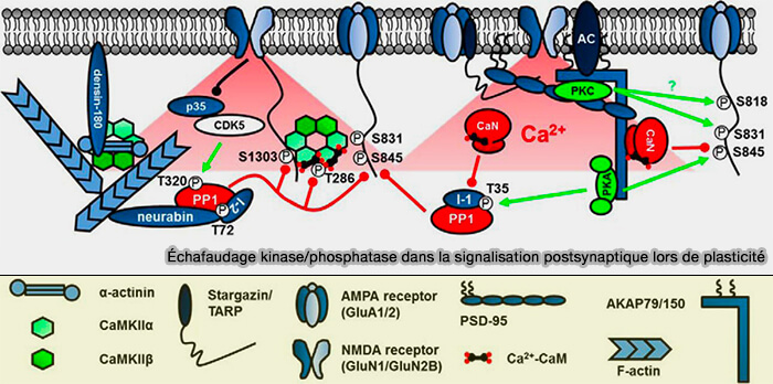 Échafaudage kinase/phosphatase dans la signalisation postsynaptique lors de plasticité