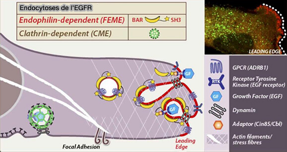 Endocytoses de l'EGFR
