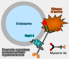 Complexe endosome/Rab/myosine/actine