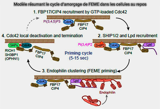 Modèle résumant le cycle d'amorçage de FEME dans les cellules au repos