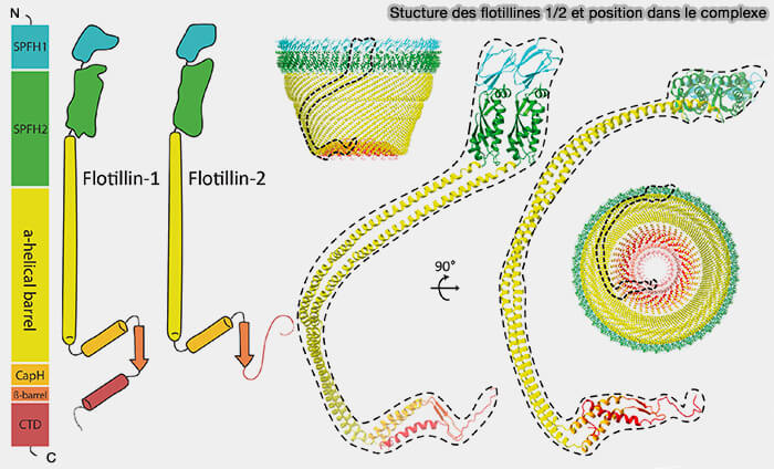 Structure des flotillines 1/2 et position dans le complexe