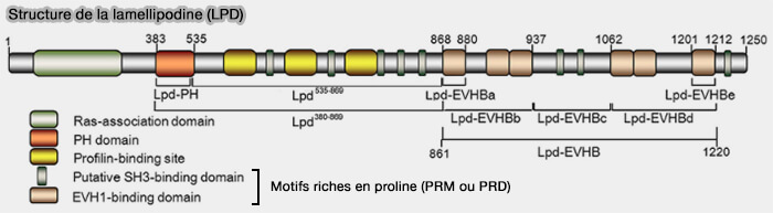 Structure de la lamellipodine (LPD)
