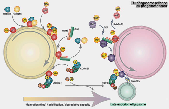 Du phagosome précoce au phagosome tardif