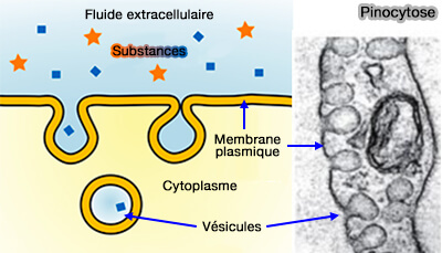 Pinocytose