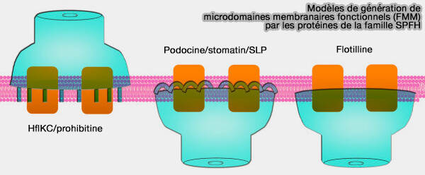 Microdomaines formés par les protéines de la famille SPFH