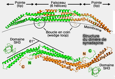 Structure du dimère de syndapine/PACSINe