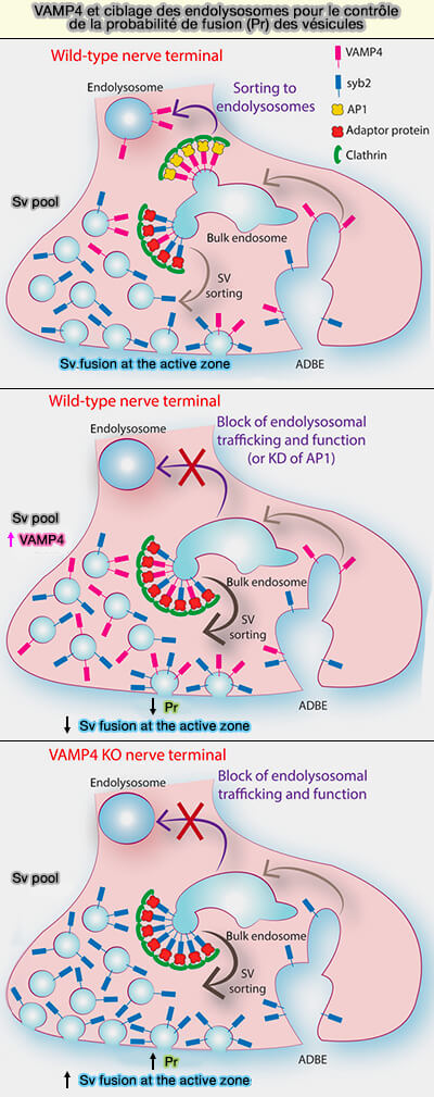 VAMP4 et ciblage des endolysosomes
