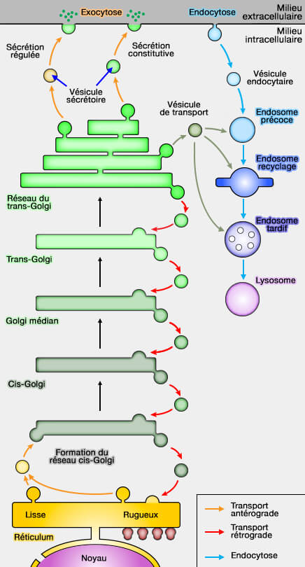 Voie sécrétoire et endocytose simplifiées
